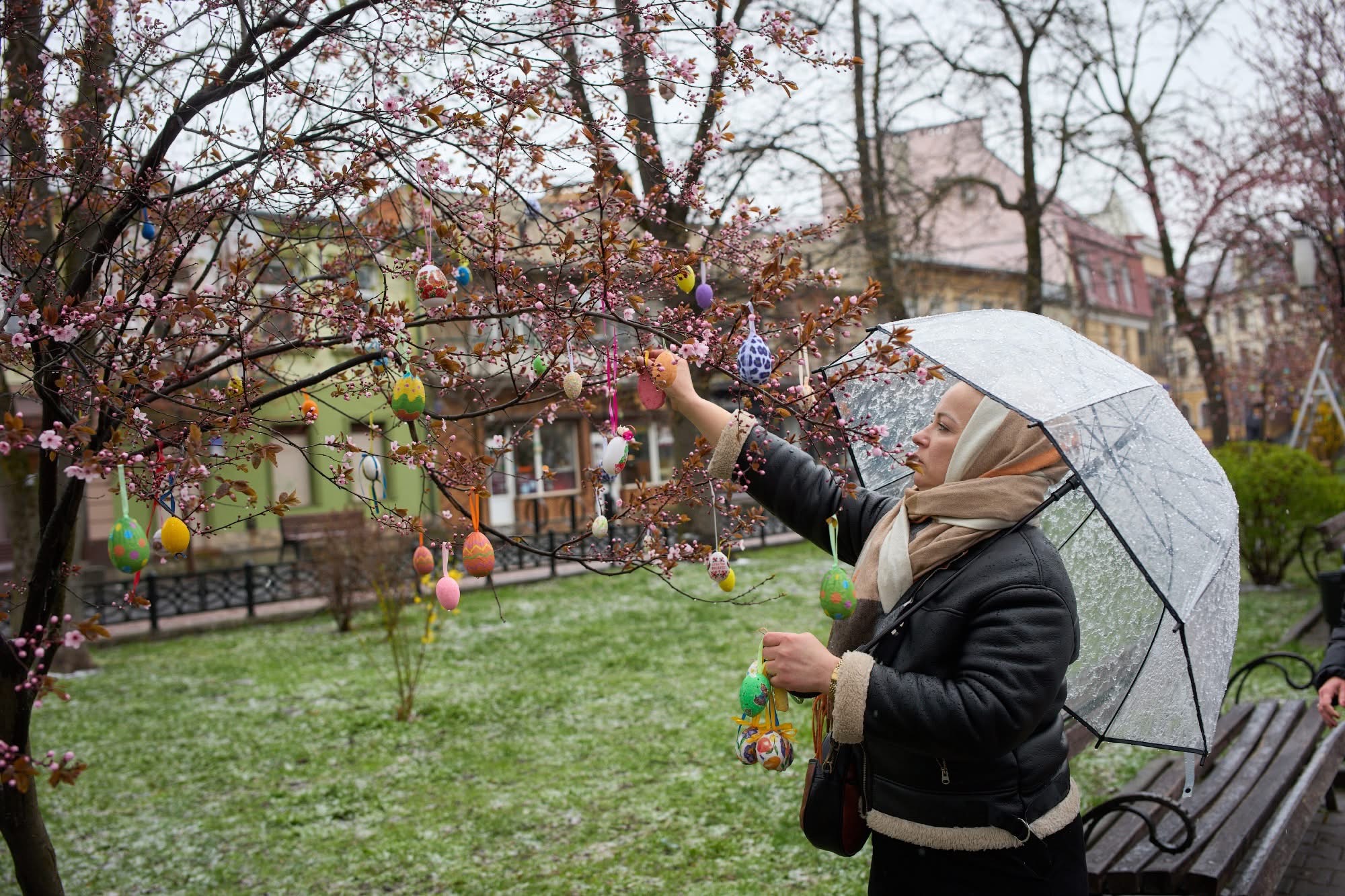 До Великодня у центрі Франківська прикрасили дерева (ФОТО)